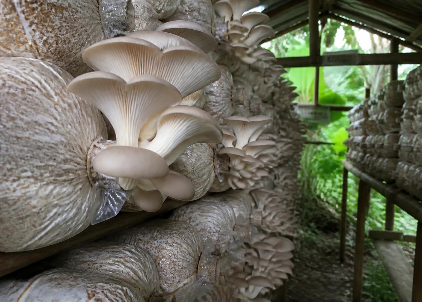Oyster mushrooms growing on fruiting bags at Balai Kabute Farm